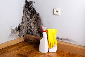 Best Mold Prevention Services  in Bellville, OH